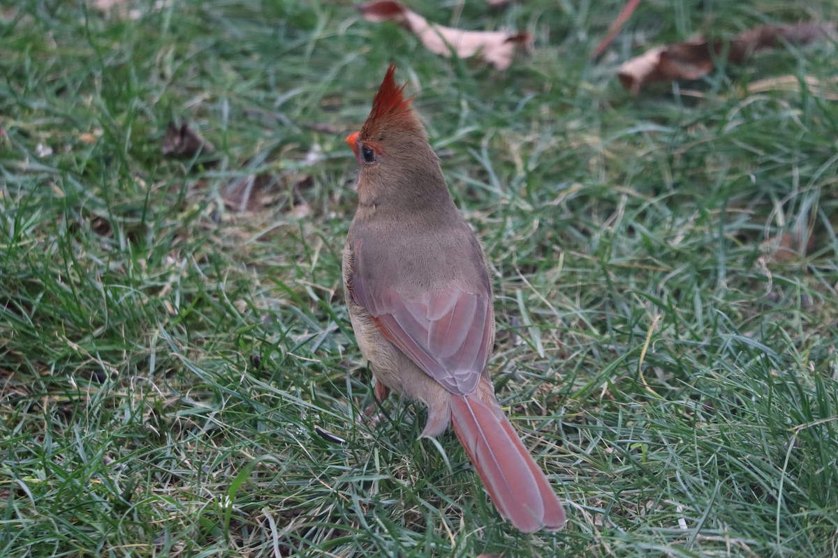 Northern Cardinal - ML644358361