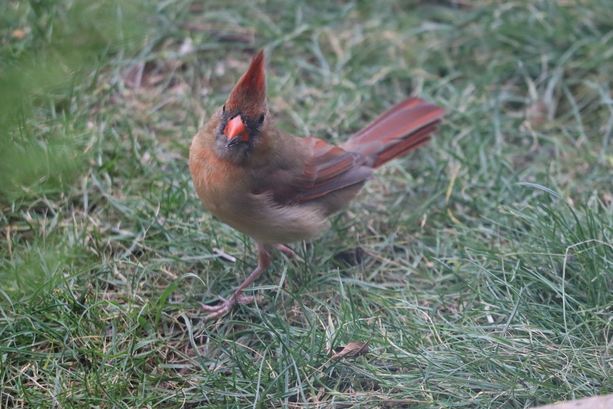 Northern Cardinal - ML644358362