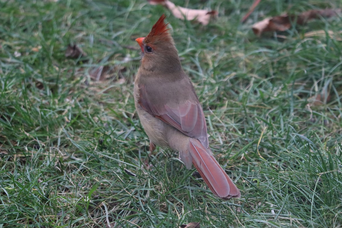 Northern Cardinal - ML644358363