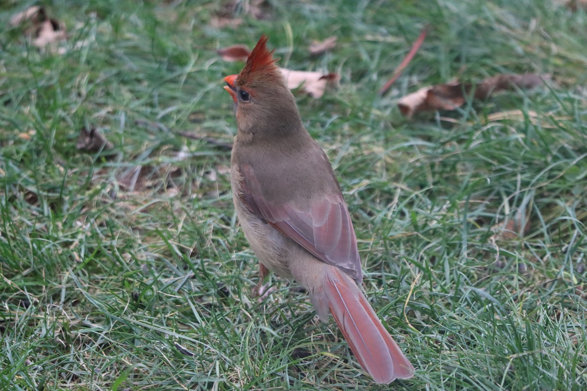 Northern Cardinal - ML644358364