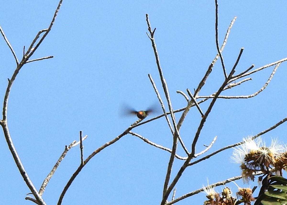 チャカザリハチドリ - ML644358365