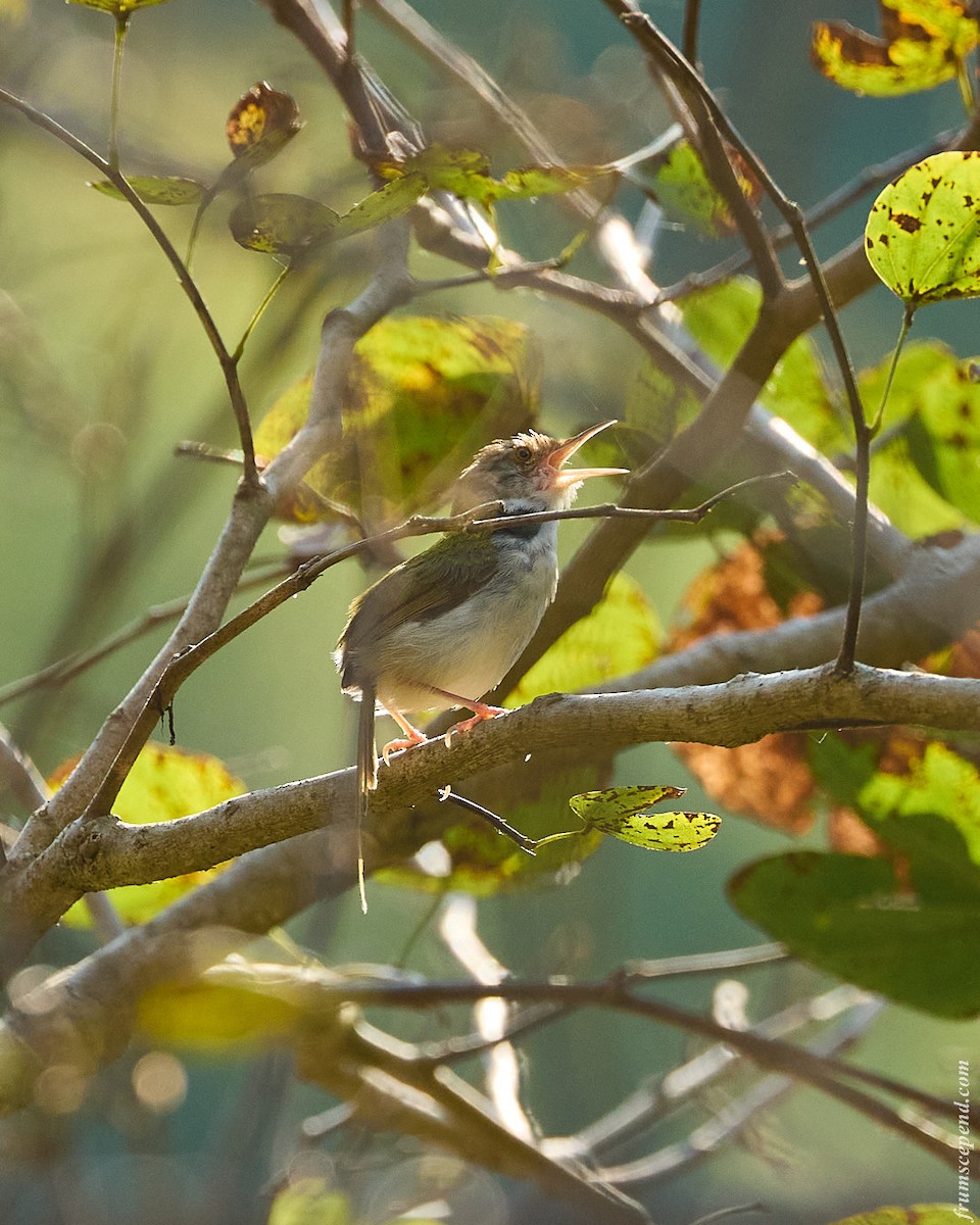 langstjertskredderfugl - ML644358367