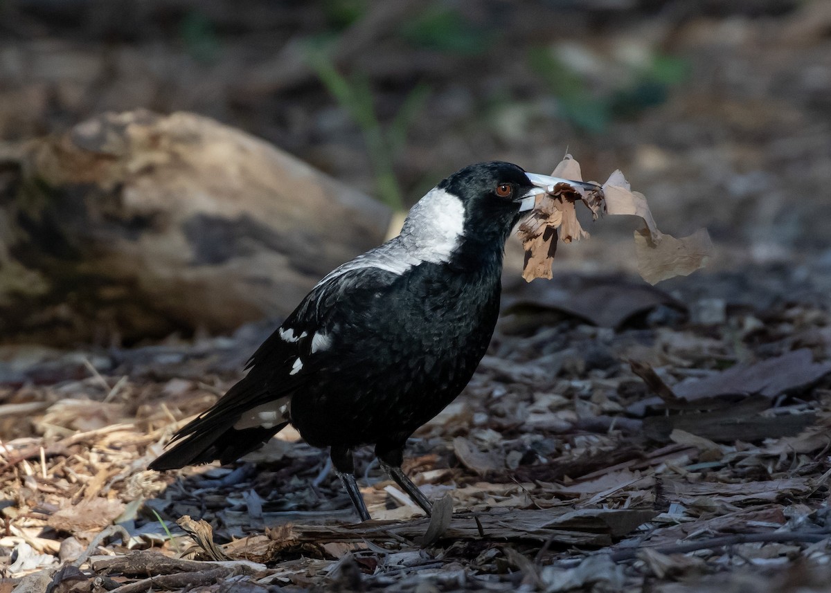 Cassican flûteur - ML644358398