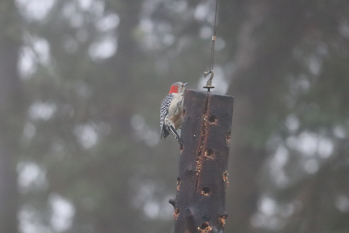 Red-bellied Woodpecker - ML644358401