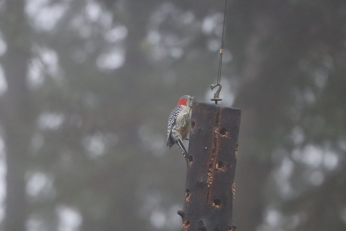 Red-bellied Woodpecker - ML644358402