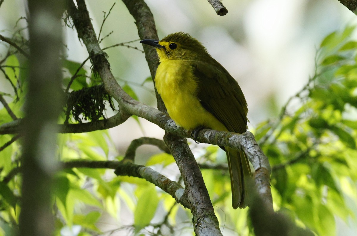 Yellow-browed Bulbul - ML644358403