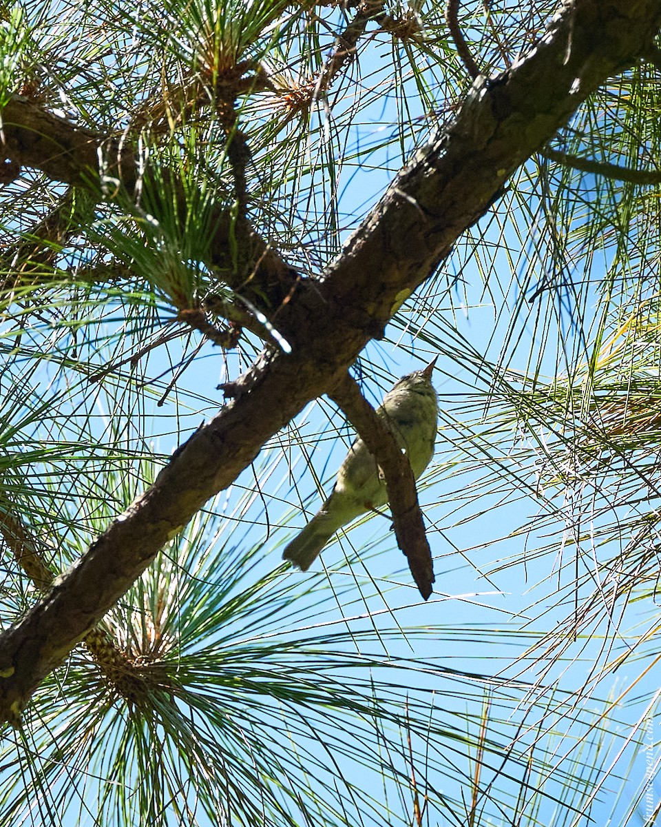 Хүмей дууч шувуу - ML644358418