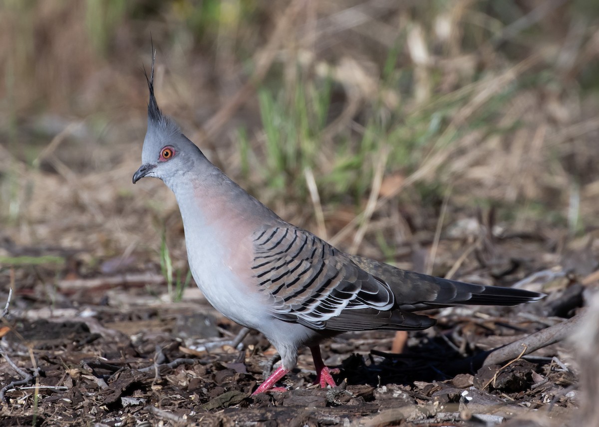 Crested Pigeon - ML644358424