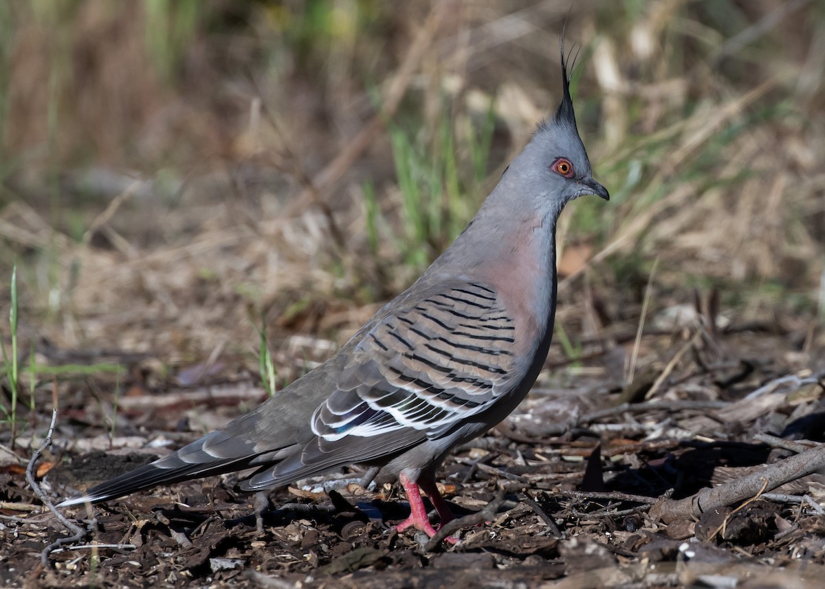 Crested Pigeon - ML644358425