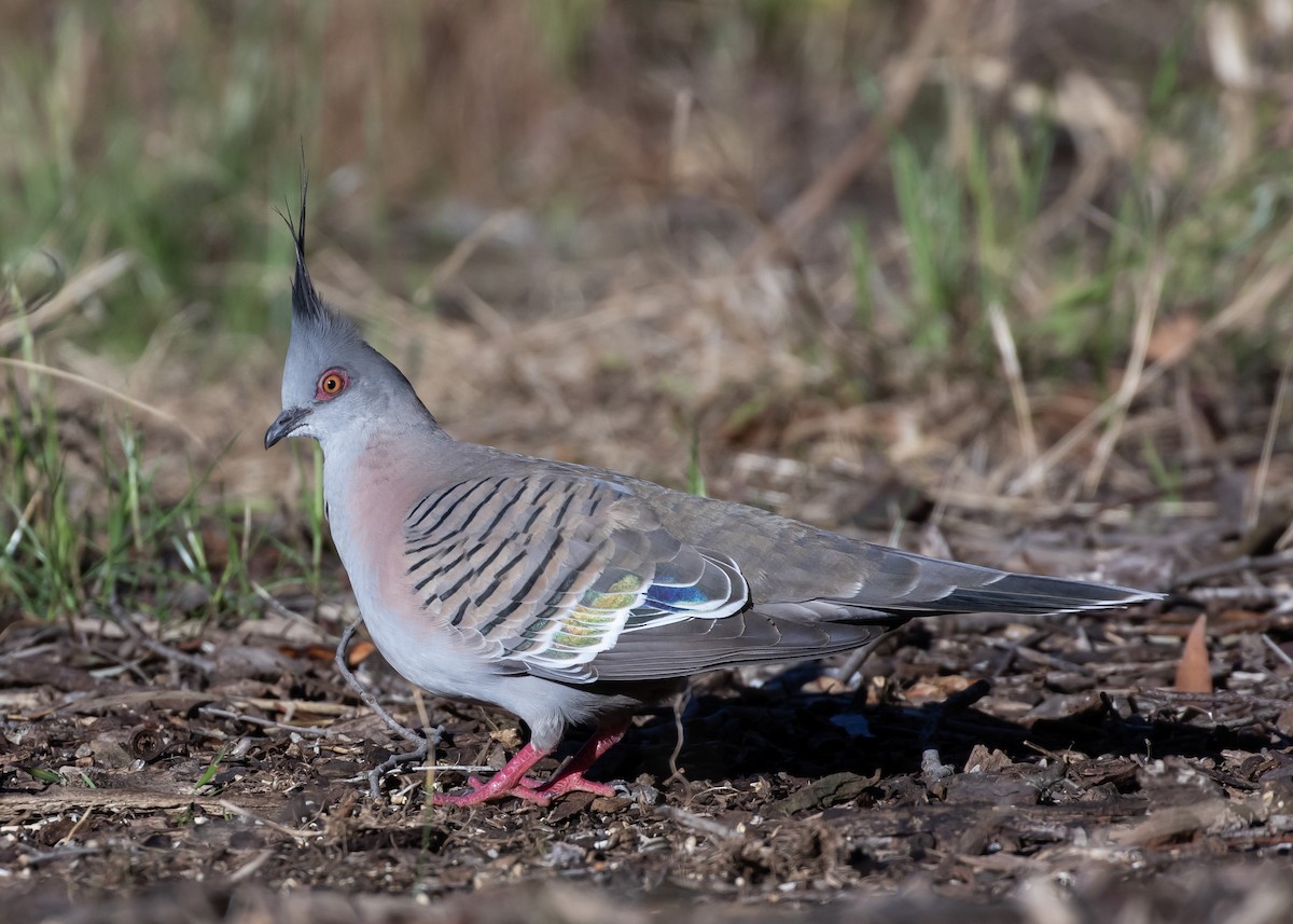 Crested Pigeon - ML644358426