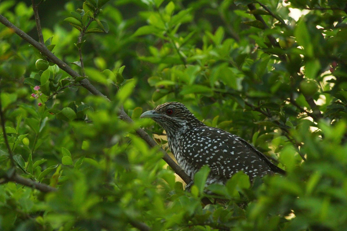 Asian Koel - ML644358432