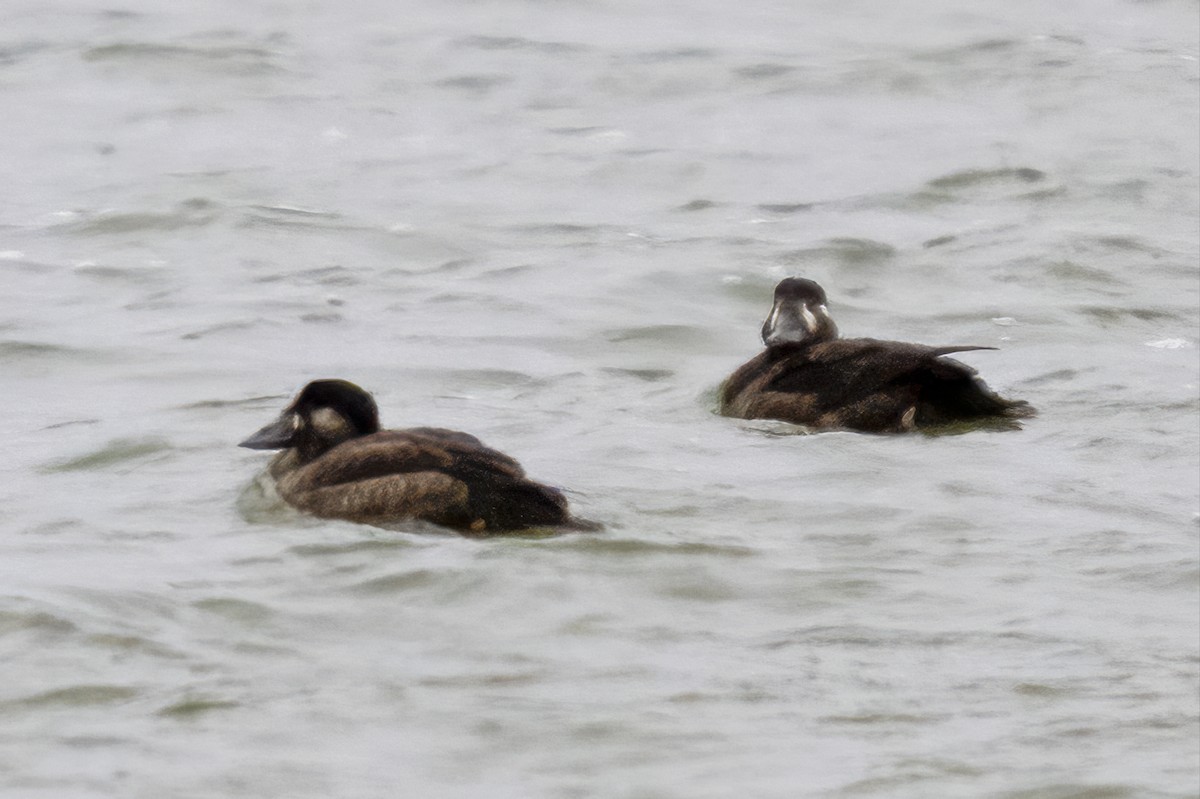 Surf Scoter - ML644358433