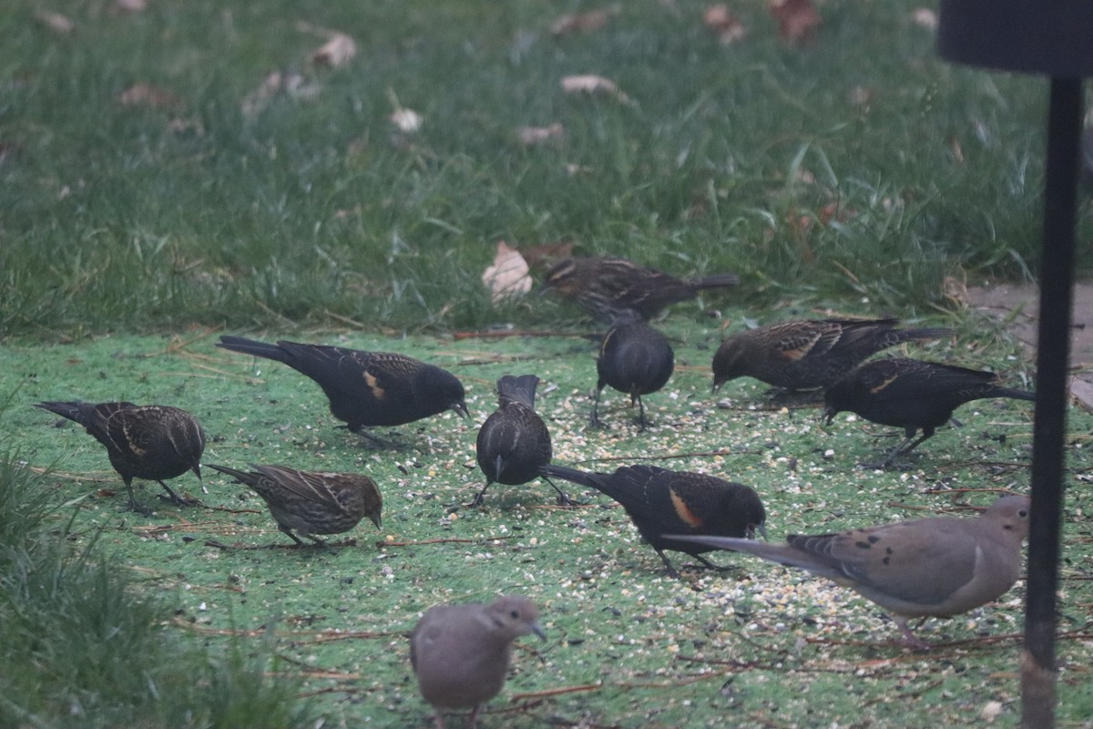 Red-winged Blackbird - ML644358434