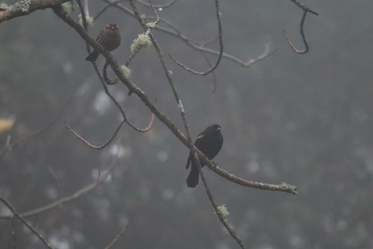 Red-winged Blackbird - ML644358436