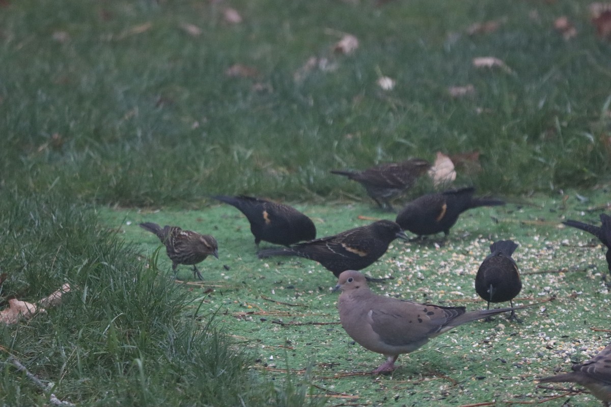Red-winged Blackbird - ML644358437