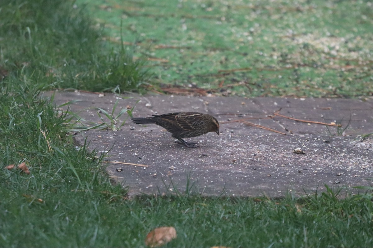 Red-winged Blackbird - ML644358438