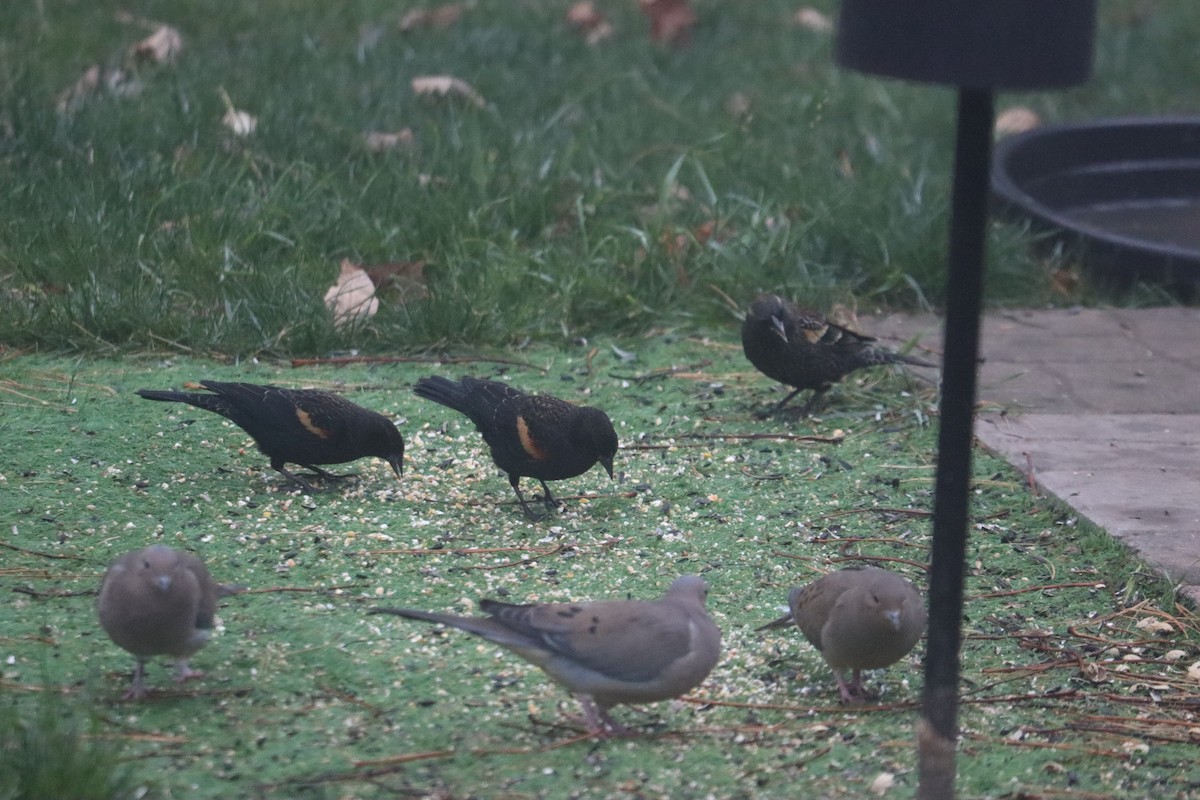 Red-winged Blackbird - ML644358439