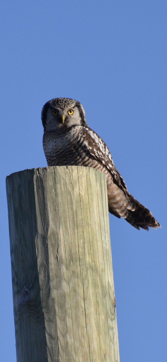 Northern Hawk Owl - ML644358440