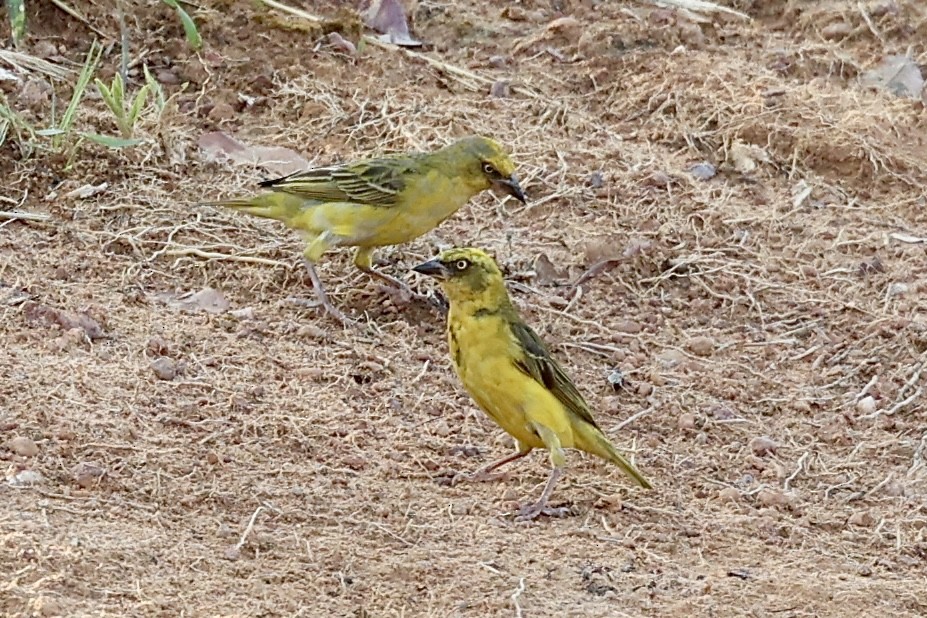 Bocage's Weaver - ML644358452
