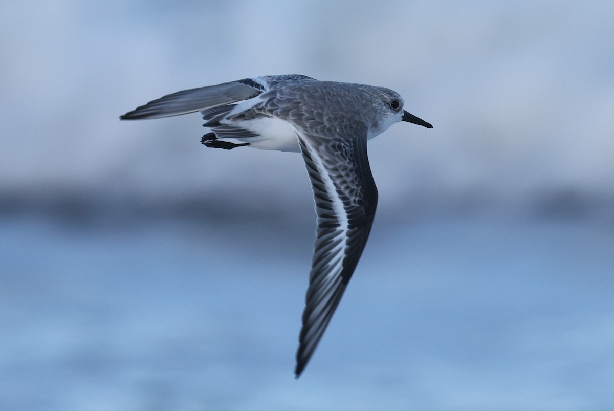 Sanderling - ML644358454