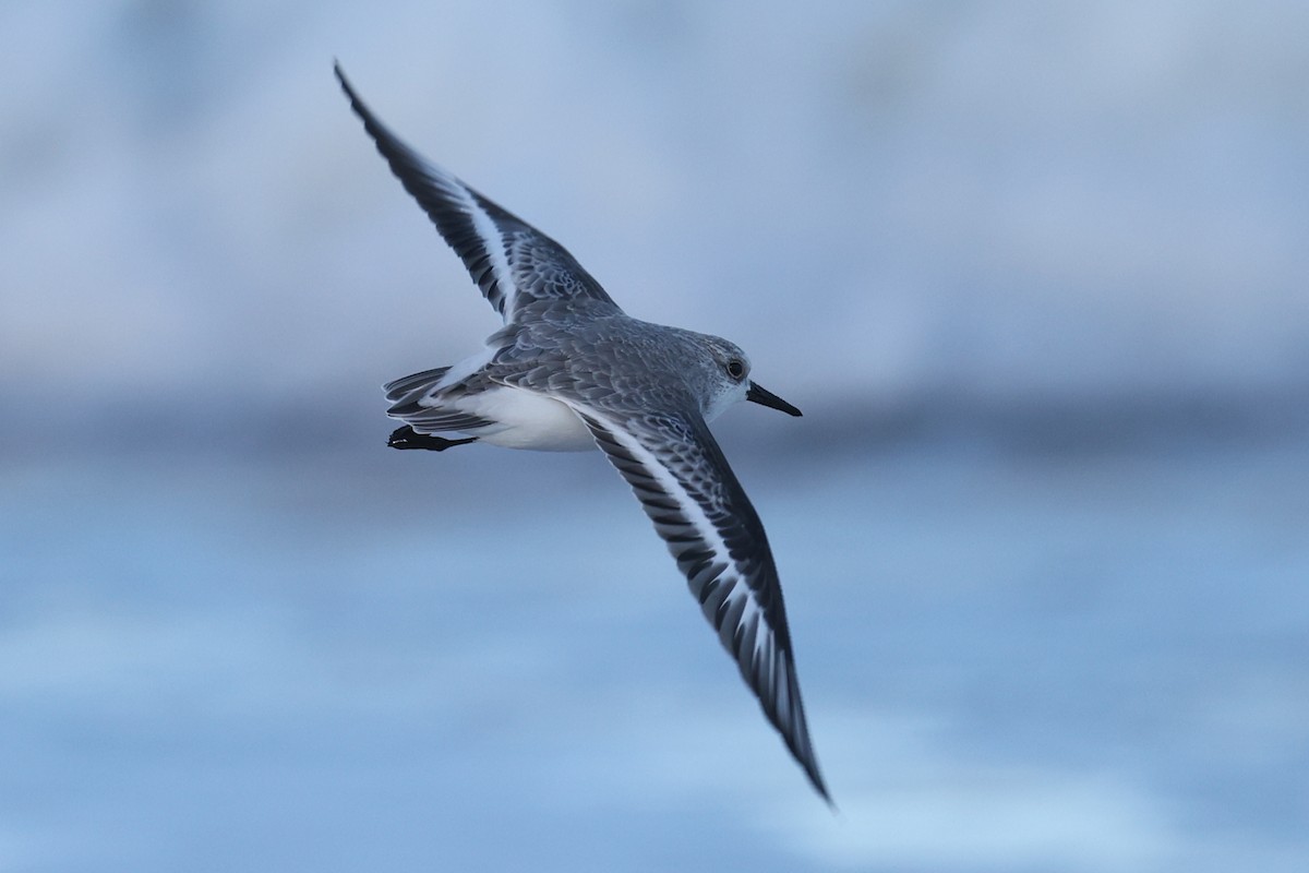 Sanderling - ML644358455