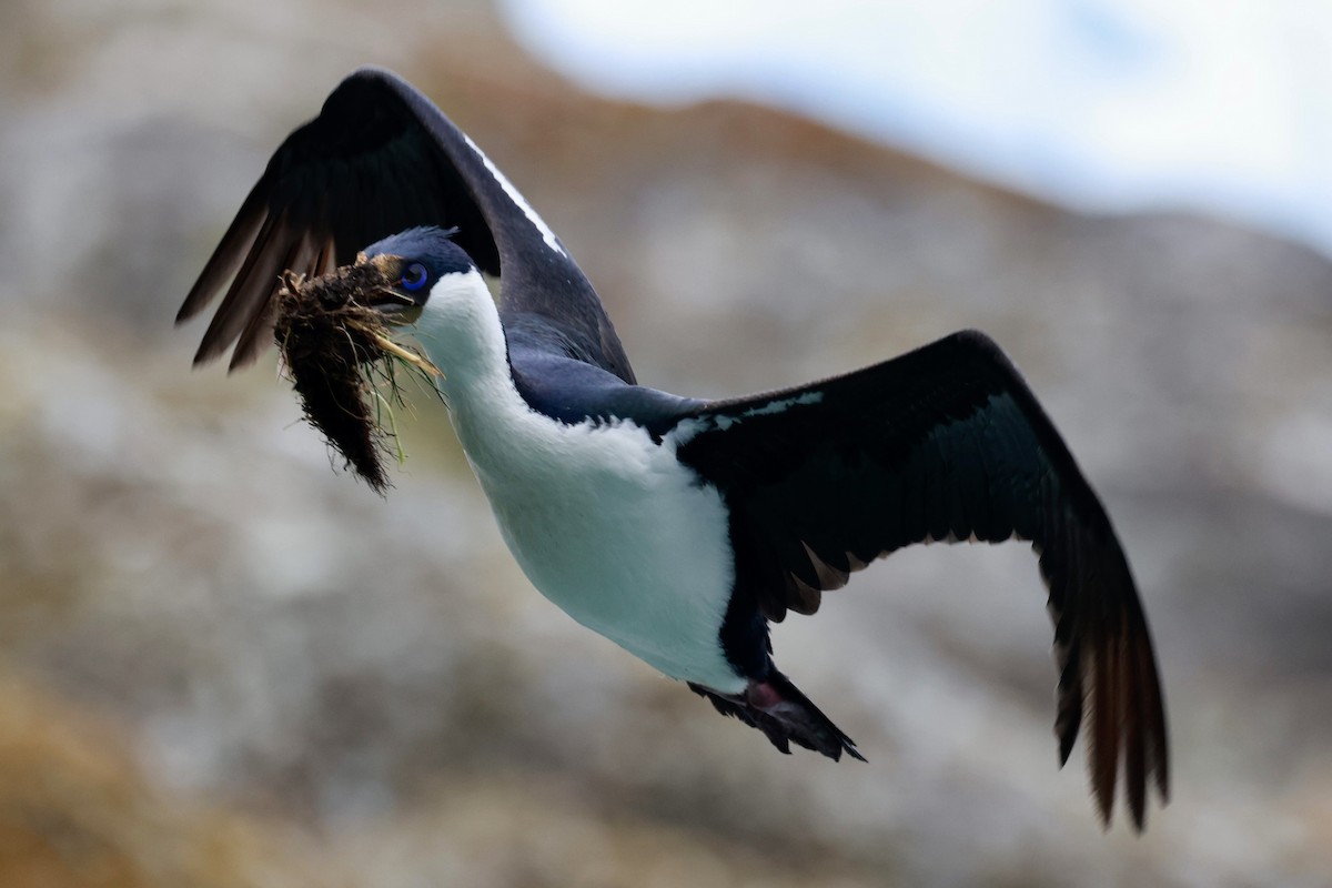 kormorán modrooký - ML644358460