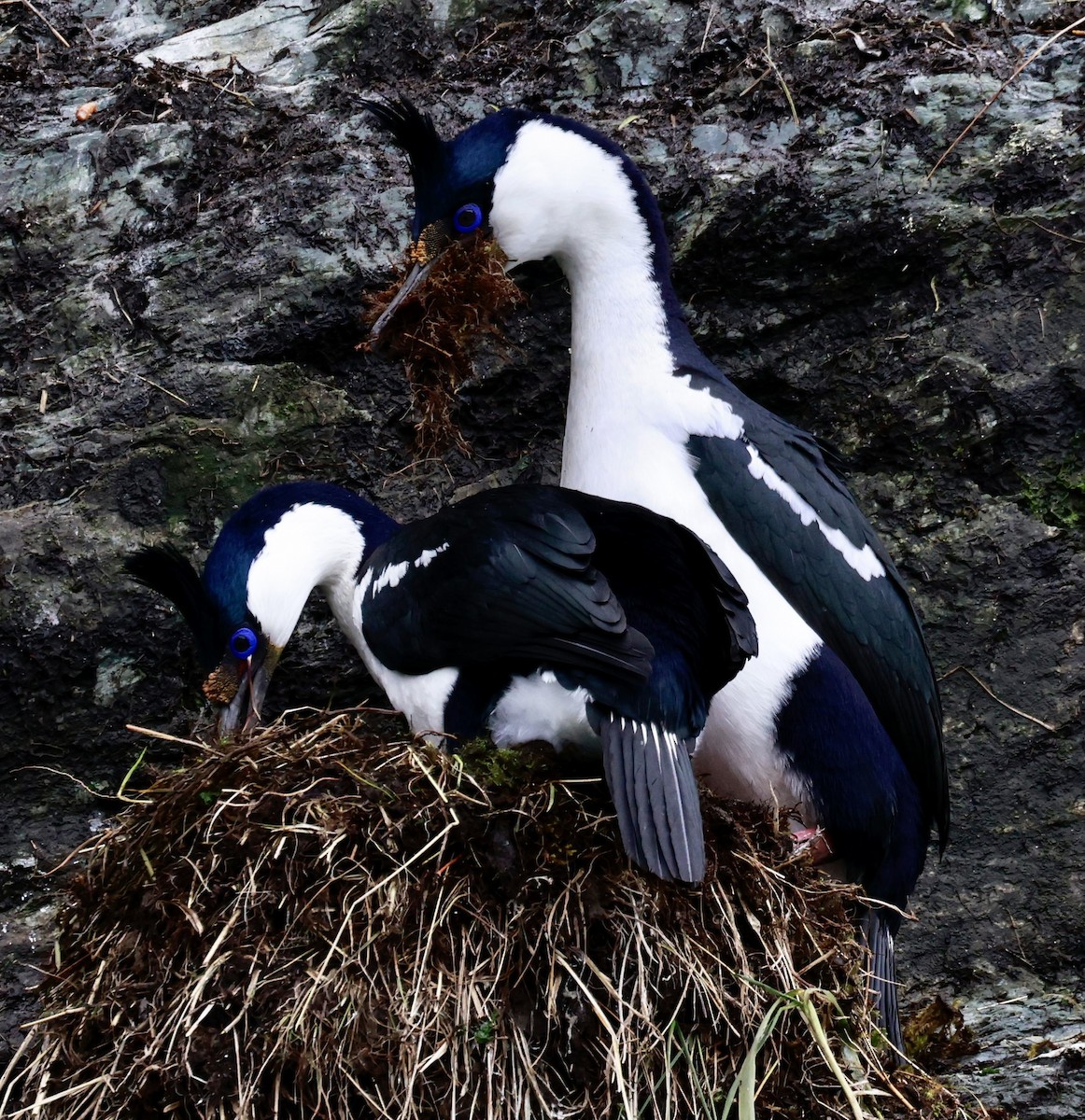 kormorán modrooký - ML644358463