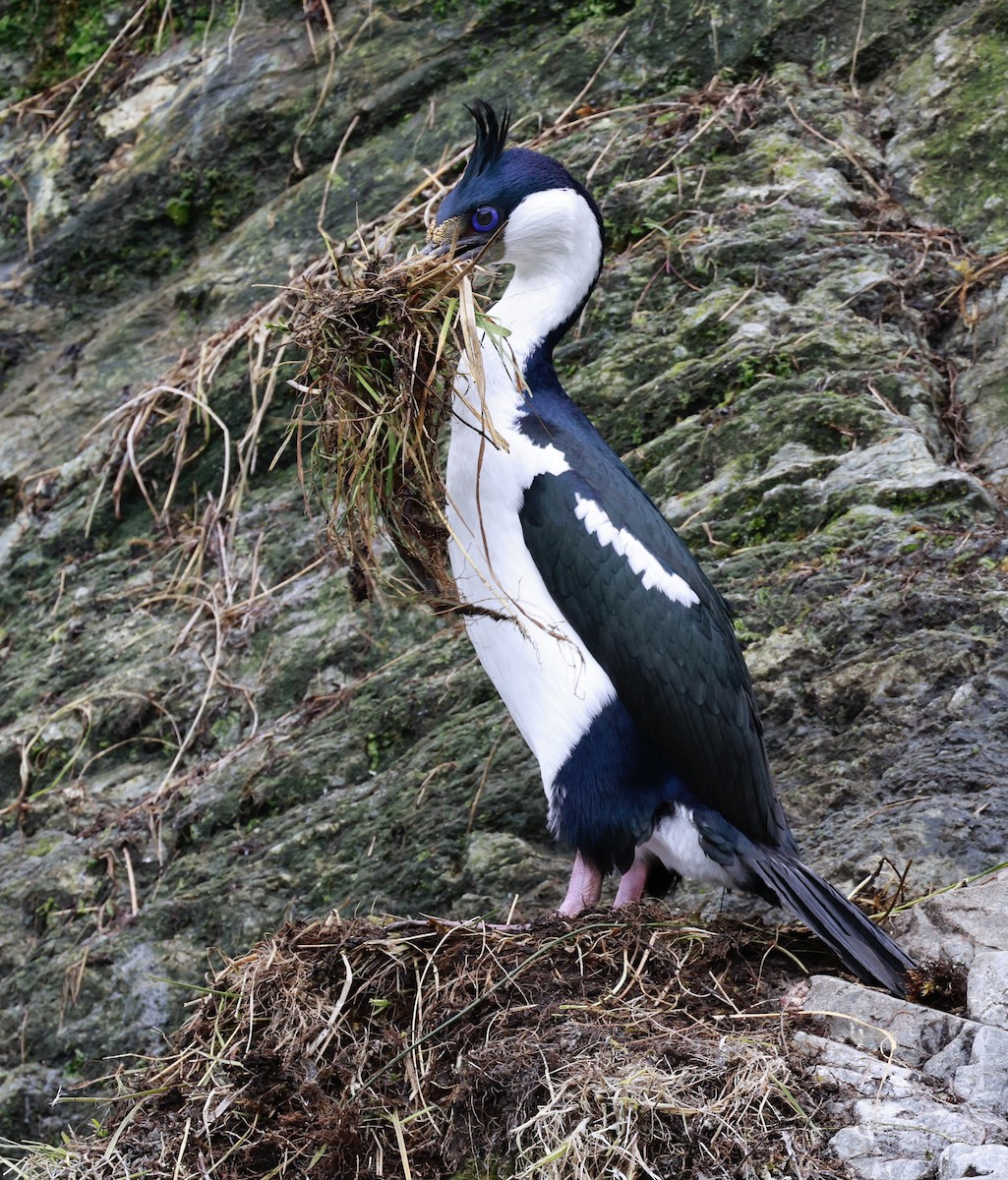 kormorán modrooký - ML644358464