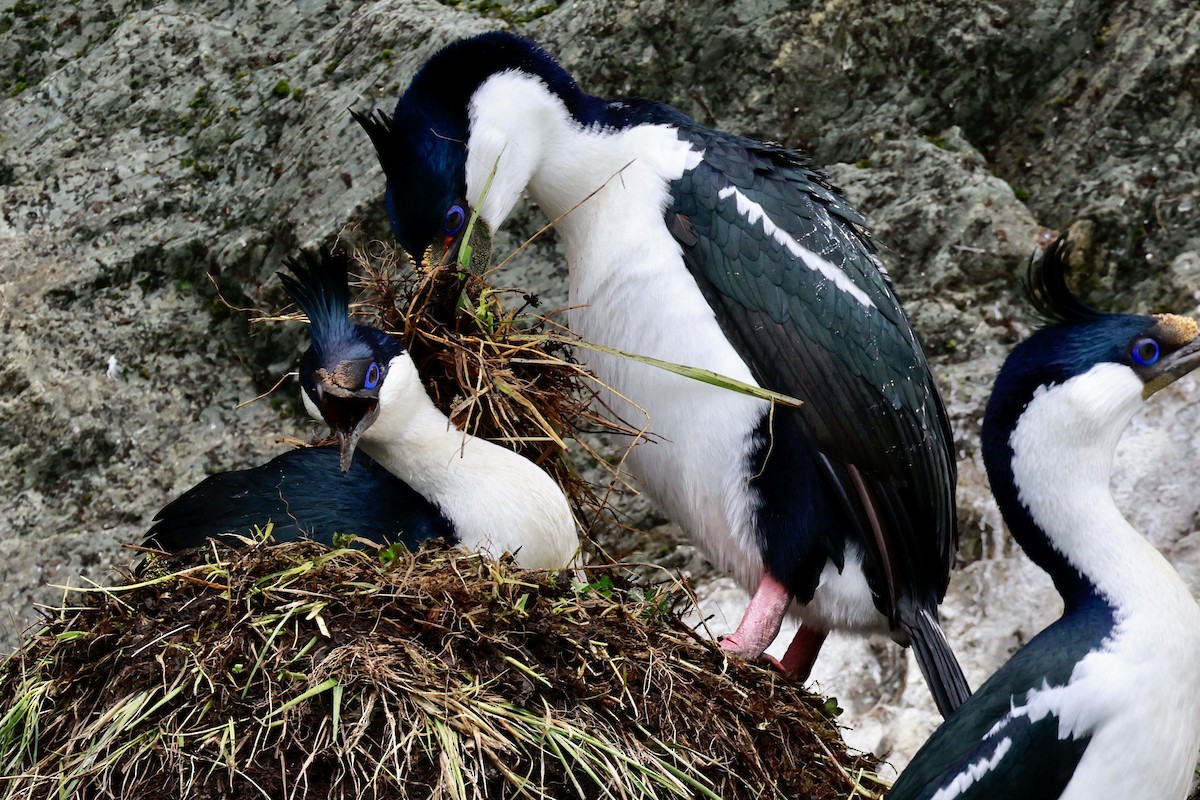 kormorán modrooký - ML644358465