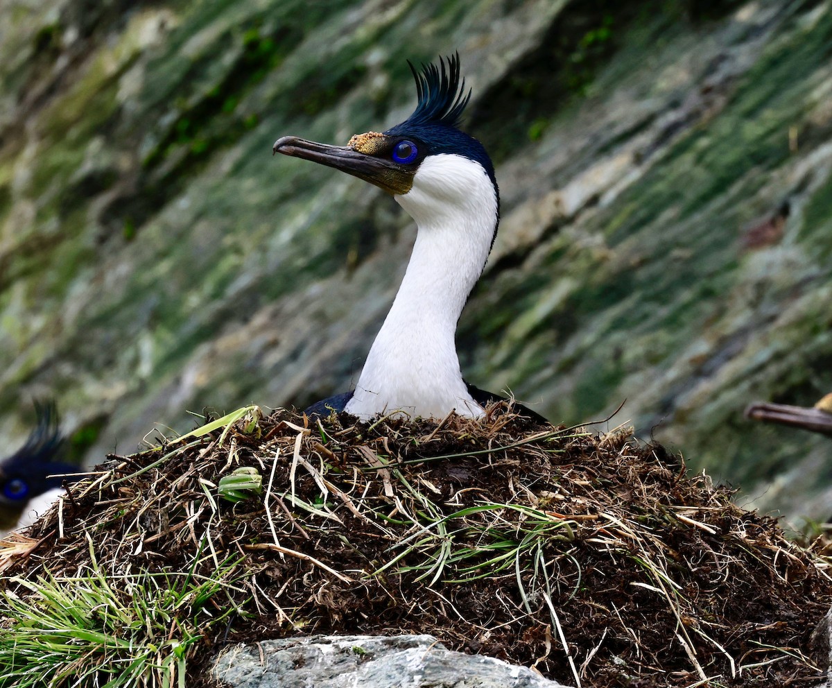 kormorán modrooký - ML644358466