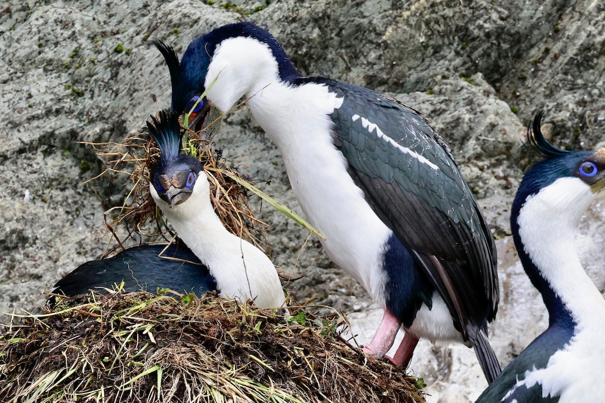 kormorán modrooký - ML644358467