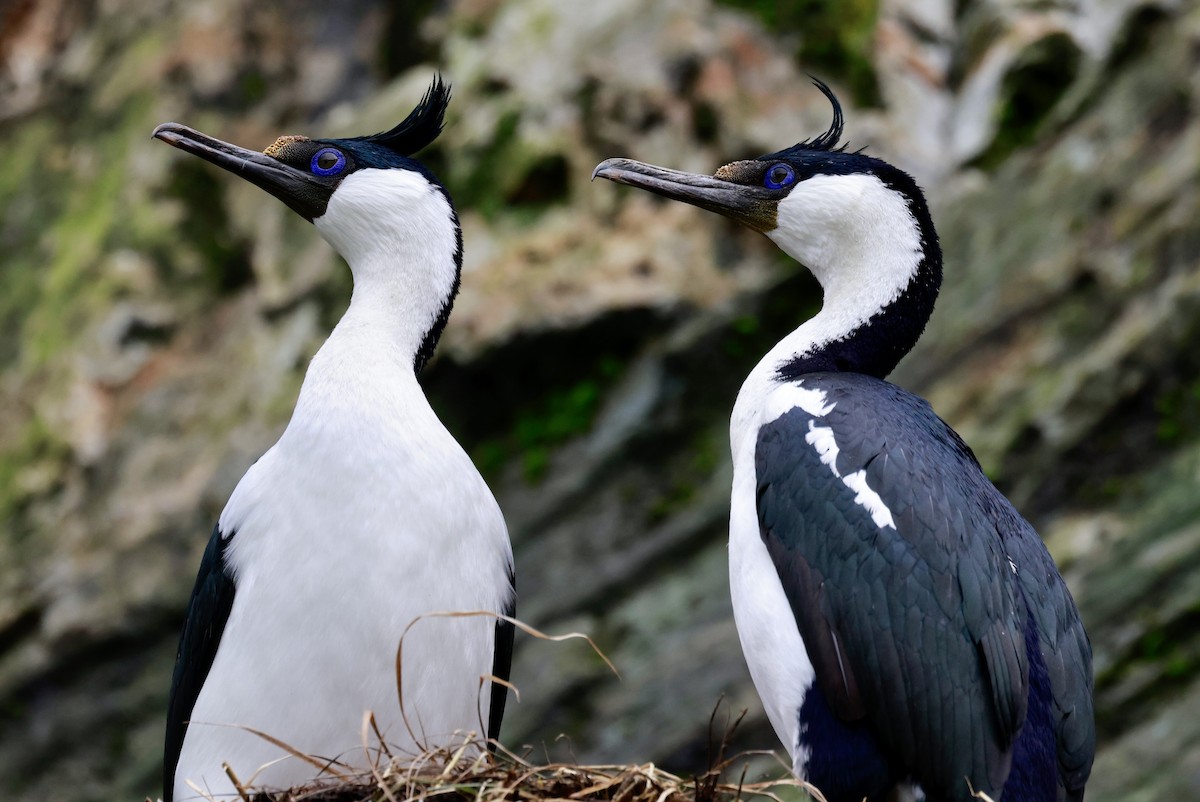 kormorán modrooký - ML644358468