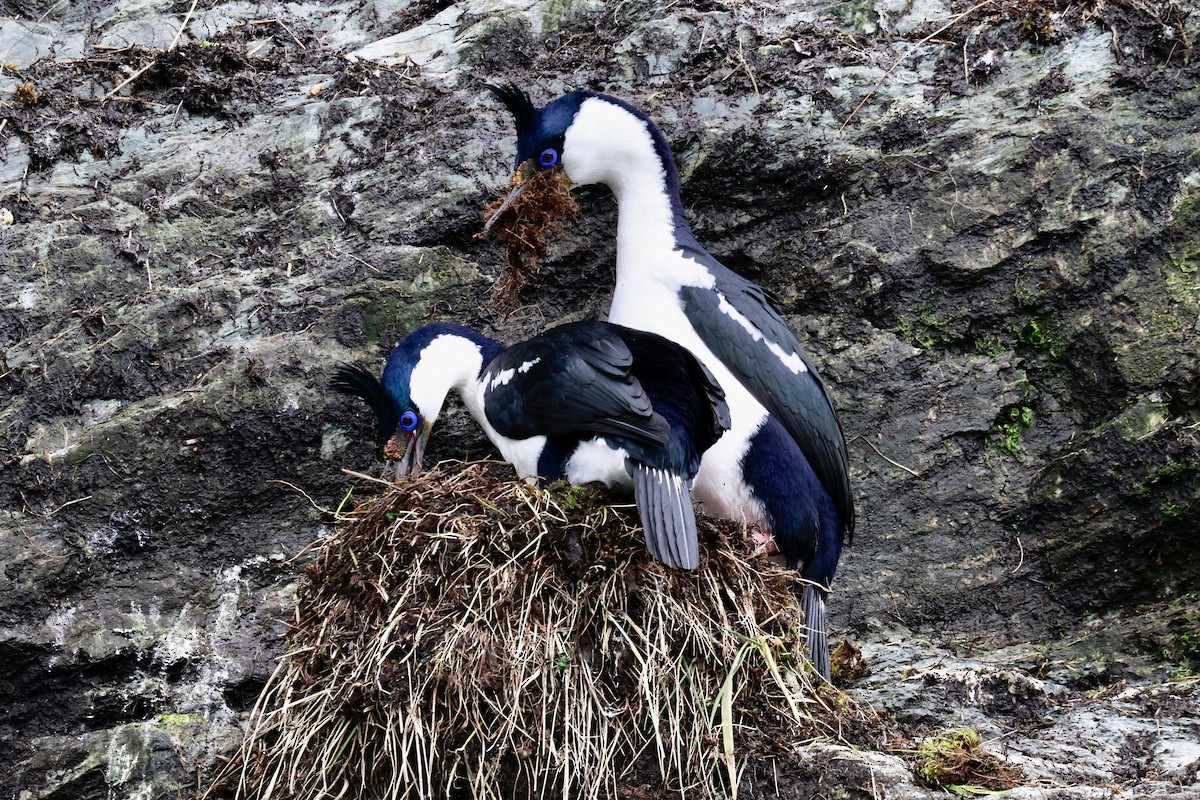 kormorán modrooký - ML644358469