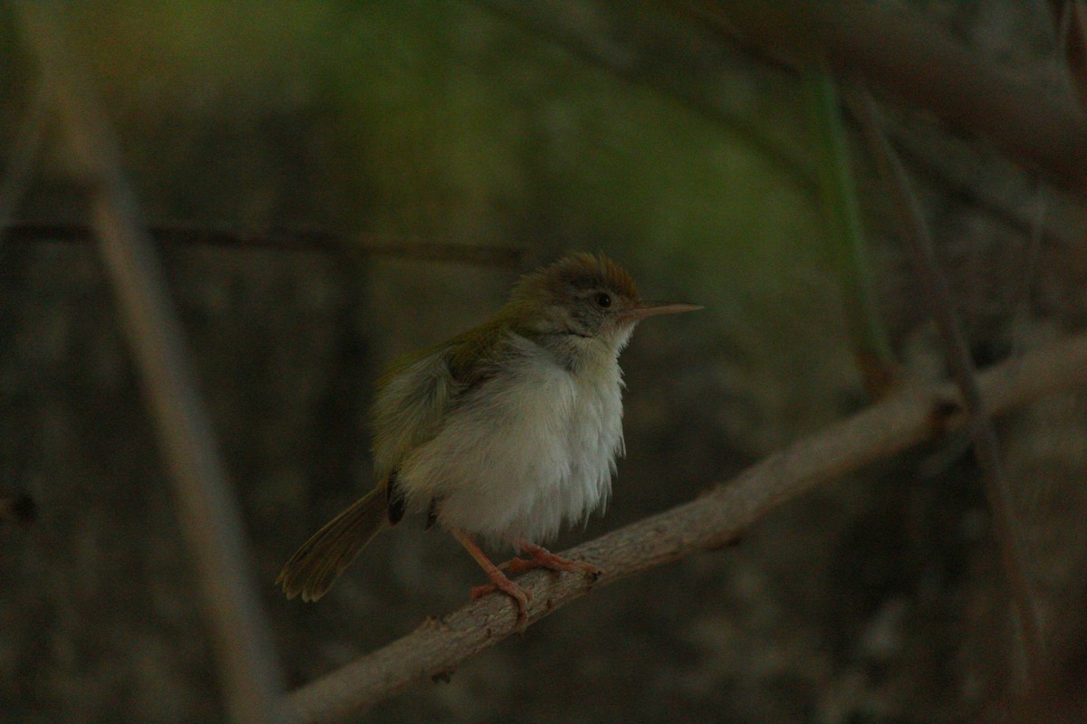 langstjertskredderfugl - ML644358478