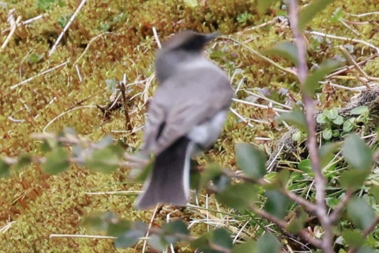 Dark-faced Ground-Tyrant - ML644358479