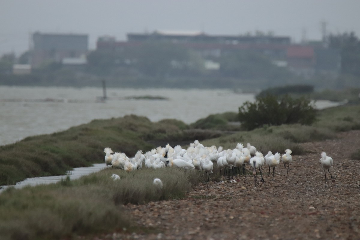 Petite Spatule - ML644358486