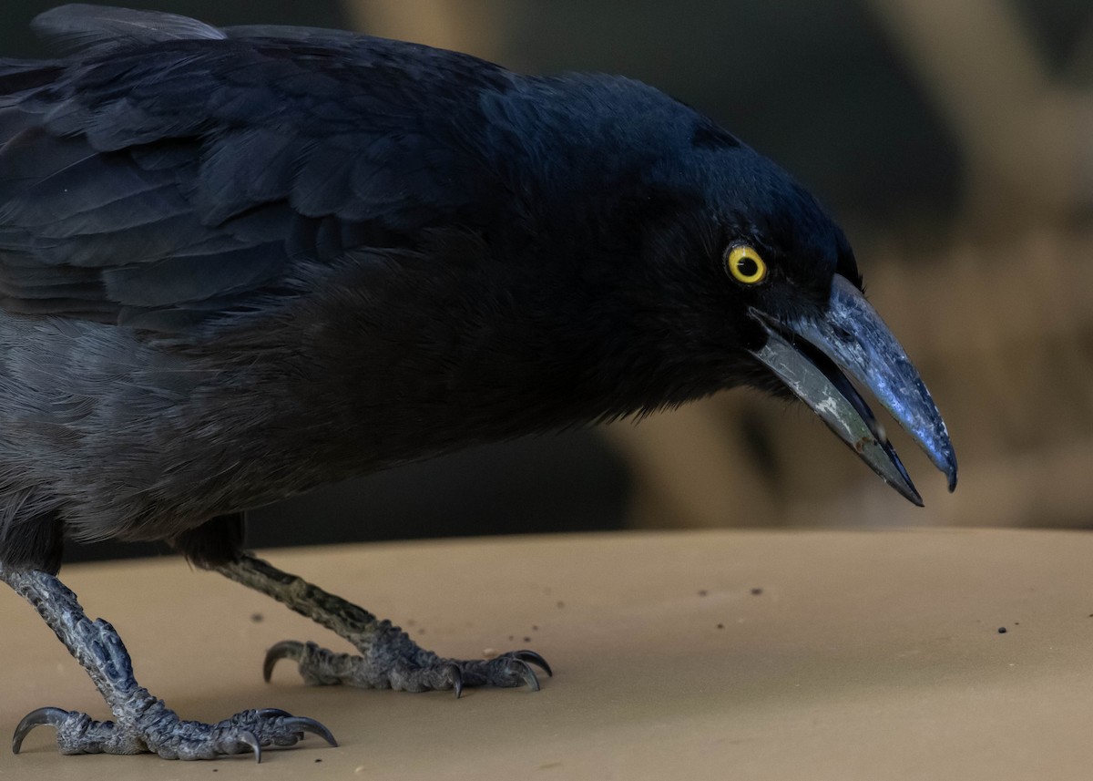 Verdugo Pío - ML644358488