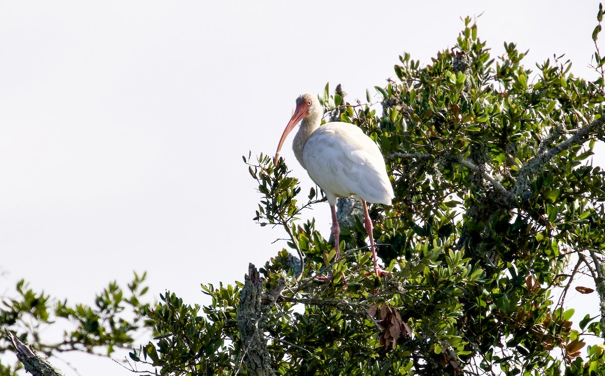White Ibis - ML644358490