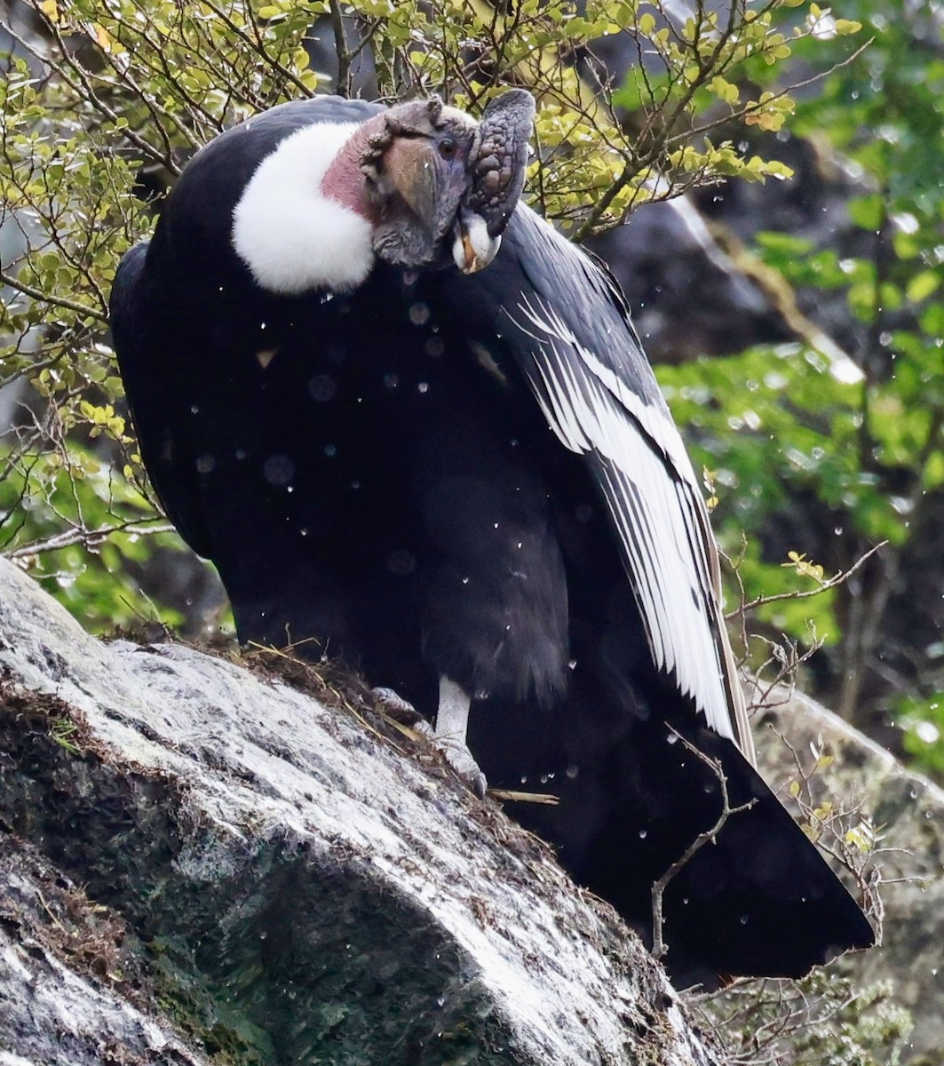 kondor andský - ML644358495