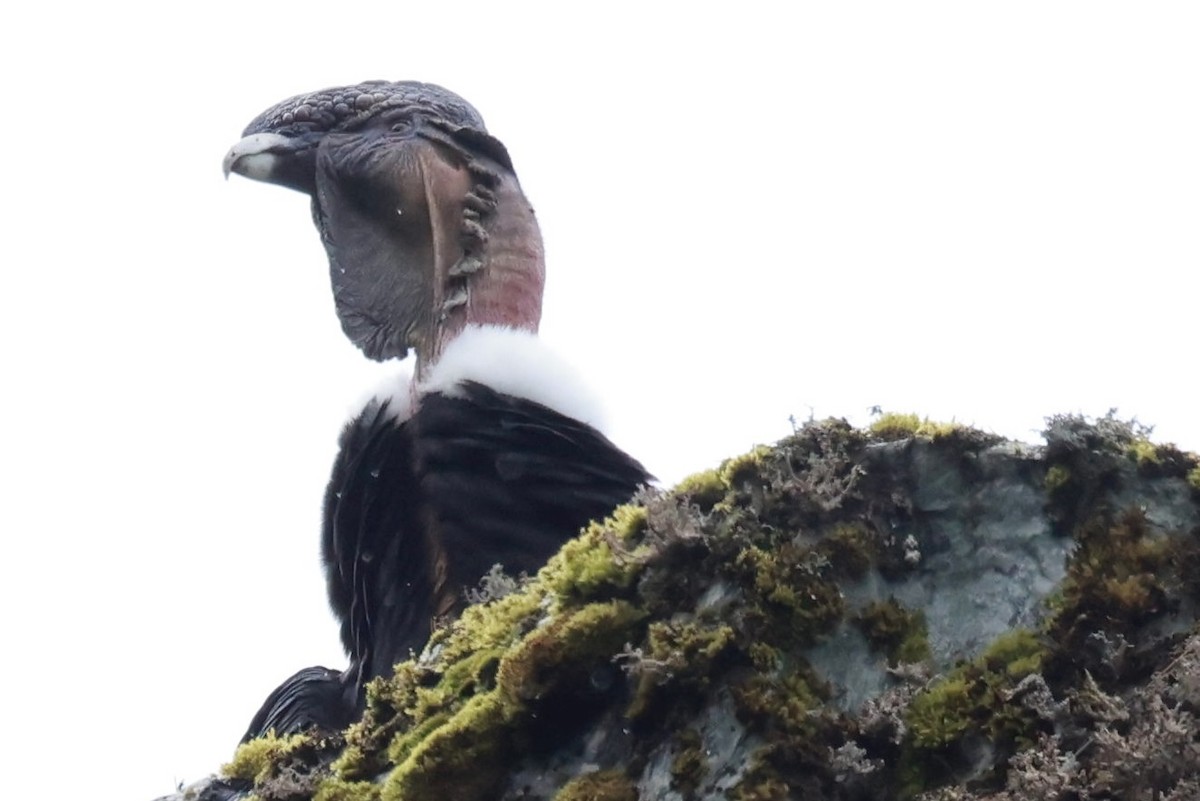 kondor andský - ML644358496