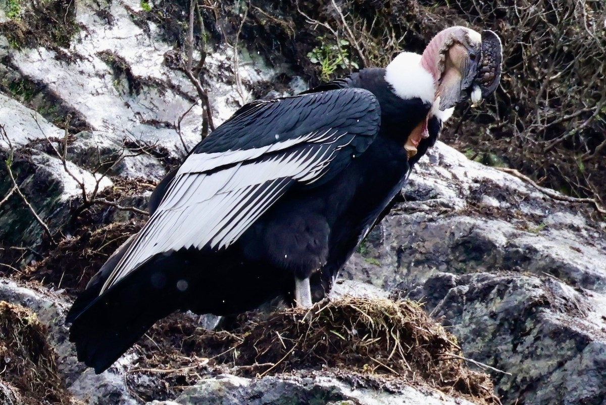 Andean Condor - ML644358498
