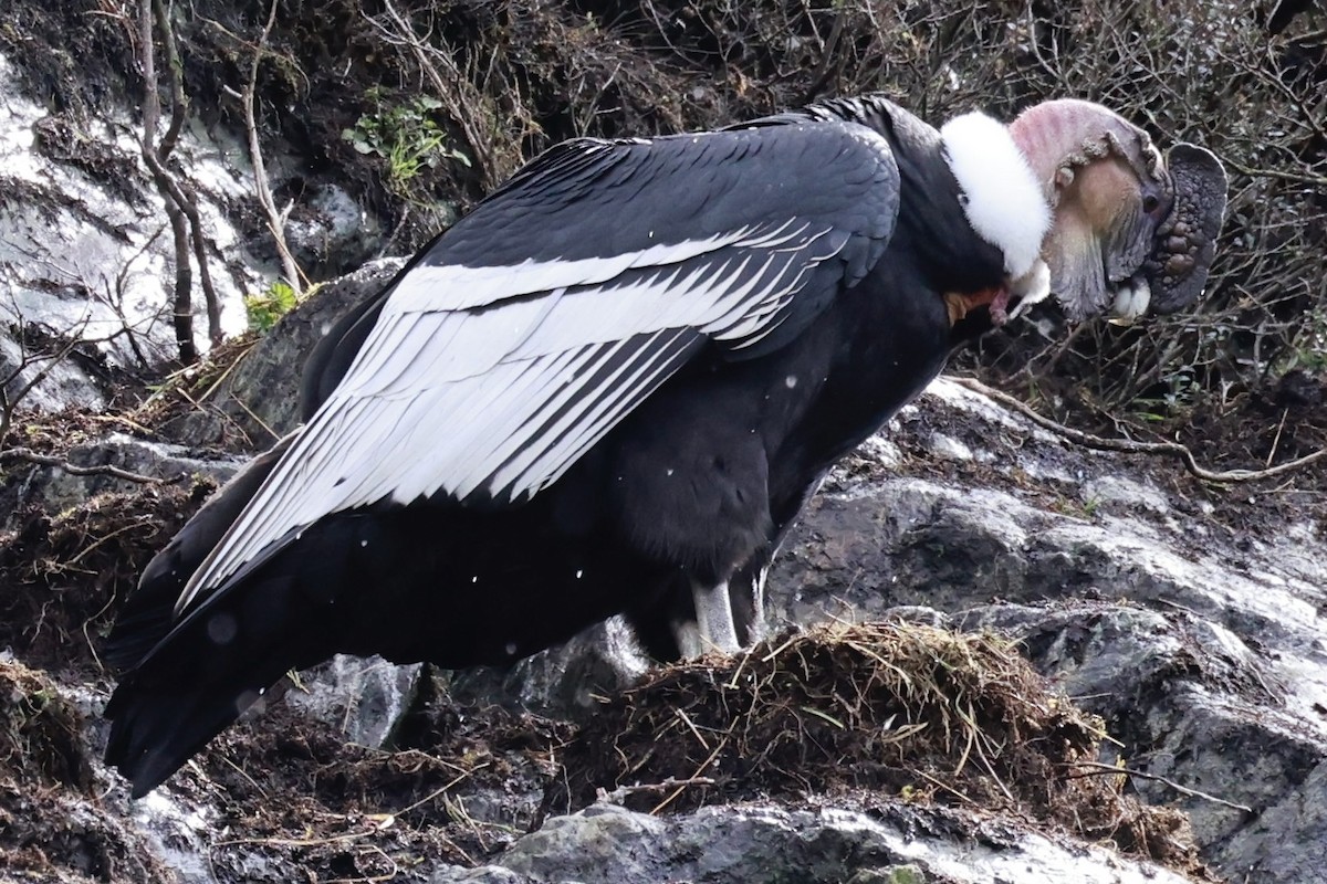 kondor andský - ML644358499