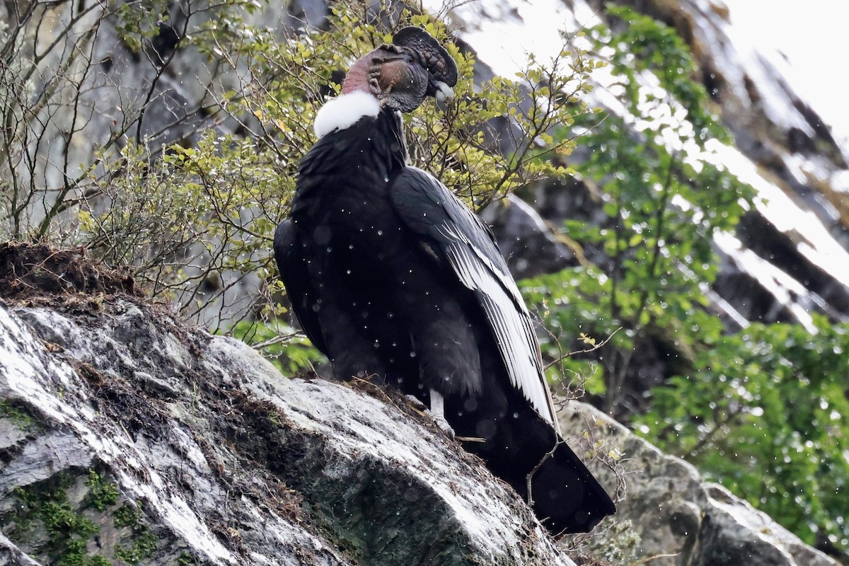 kondor andský - ML644358500