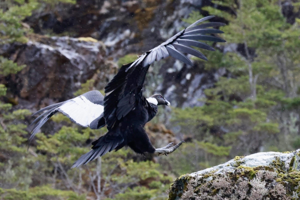 Andean Condor - ML644358501