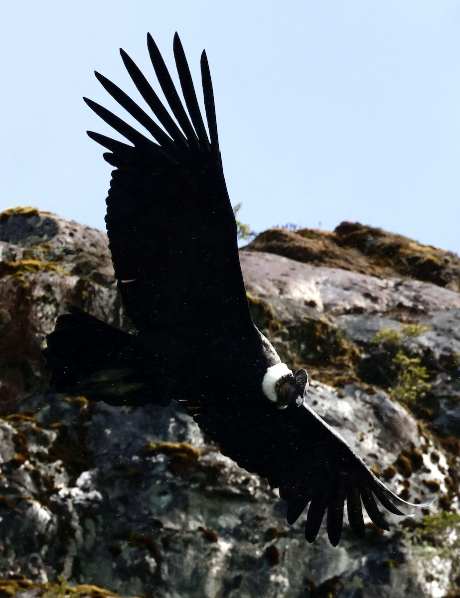 kondor andský - ML644358502