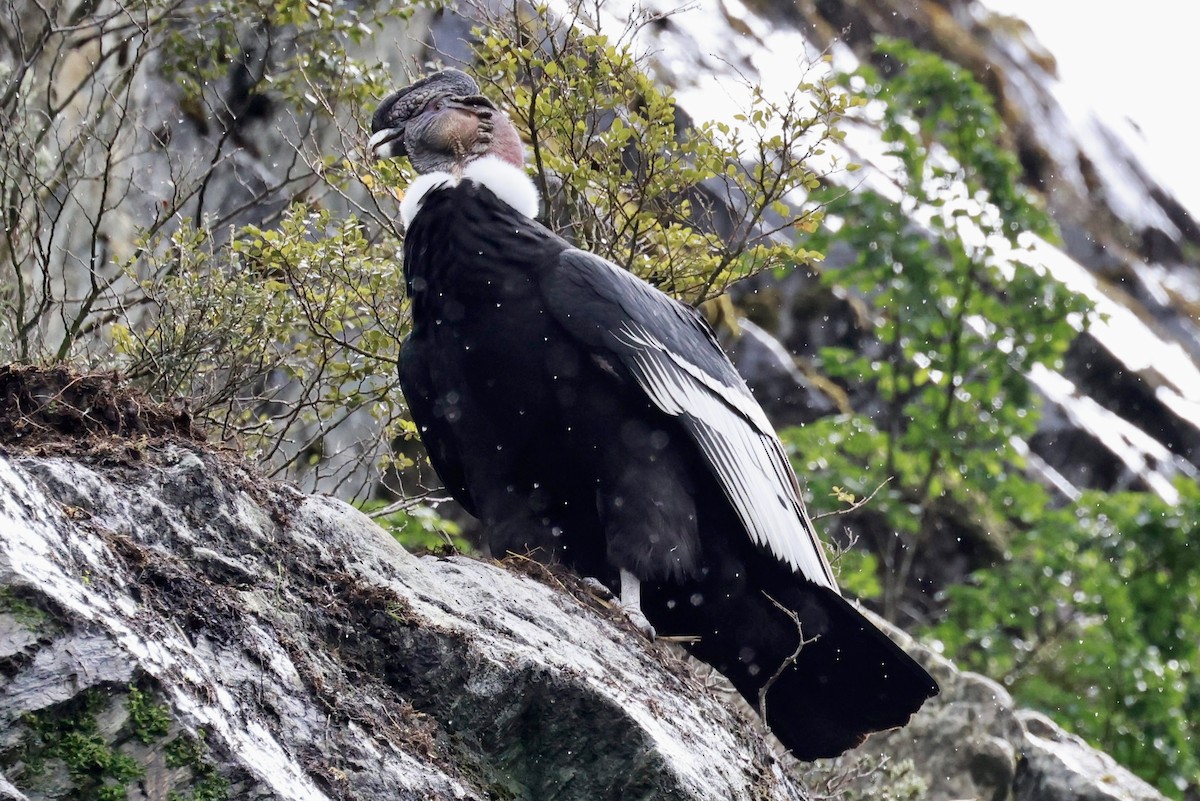 kondor andský - ML644358504