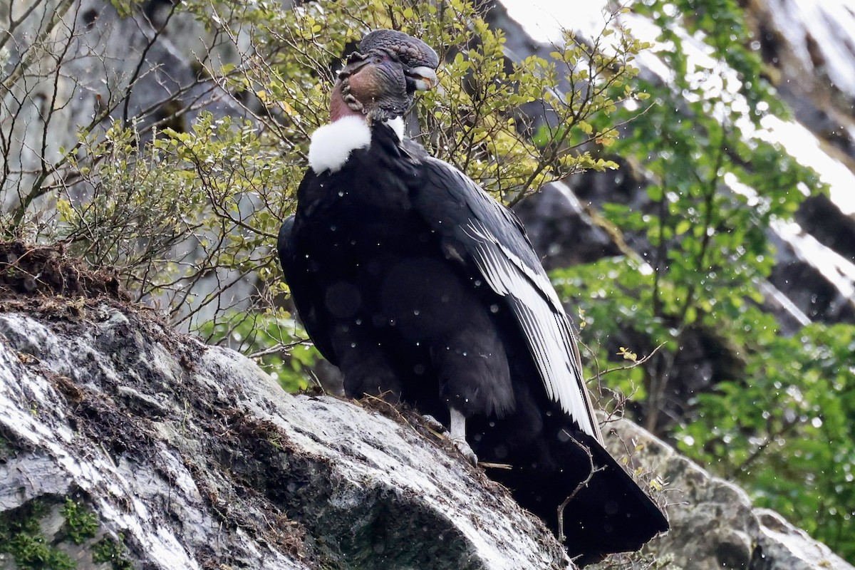 kondor andský - ML644358505