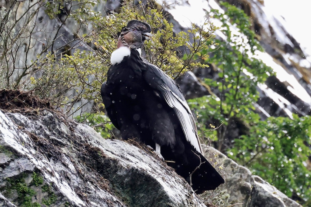 kondor andský - ML644358506