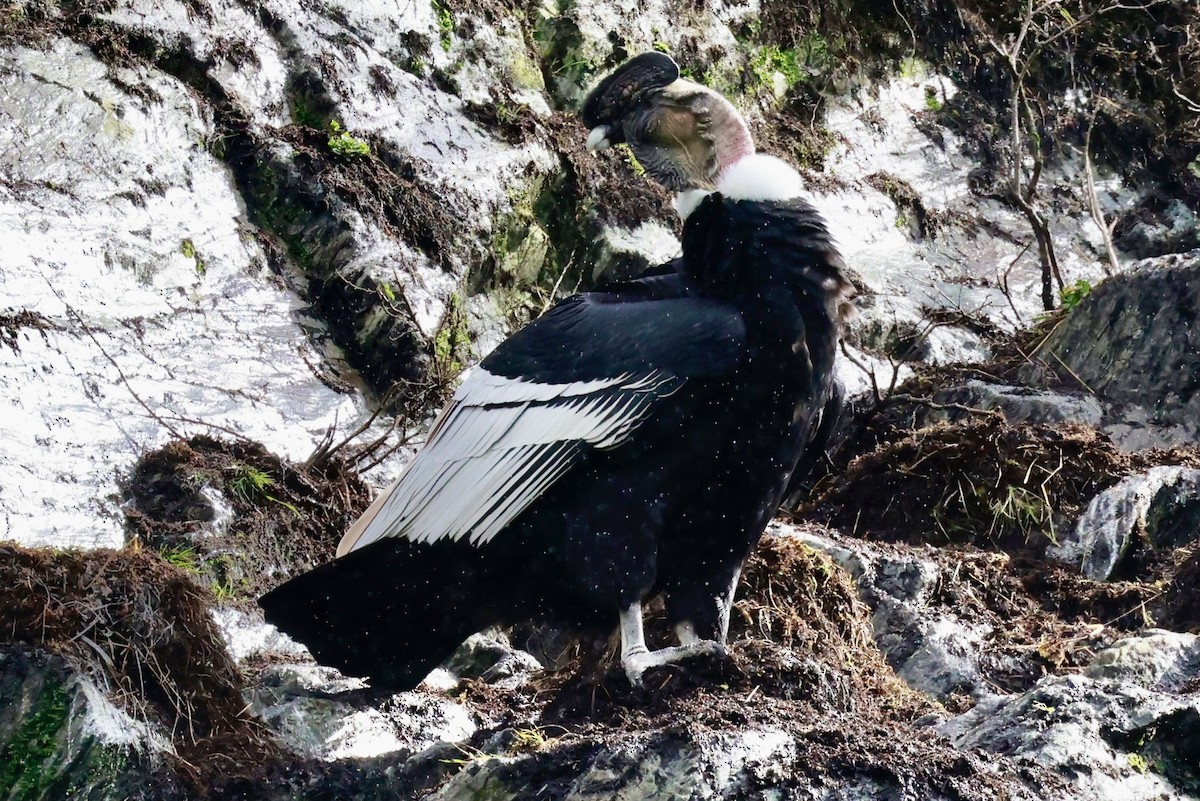 kondor andský - ML644358507