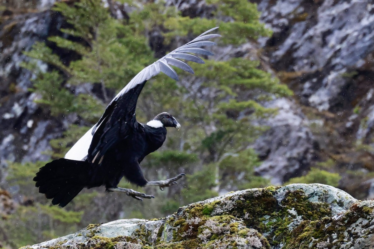 kondor andský - ML644358508